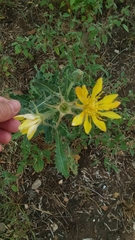 Mentzelia reverchonii