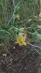 Mentzelia reverchonii