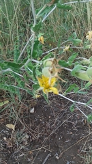 Mentzelia reverchonii