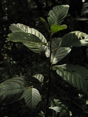 Frangula sphaerosperma