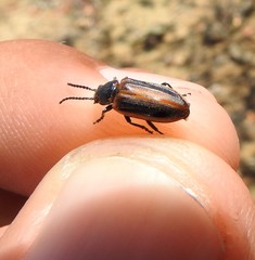 Aulacoscelidinae