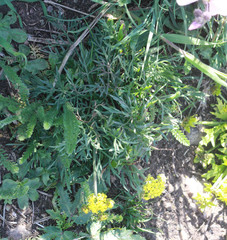 Lomatium caruifolium