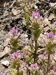 Orthocarpus cuspidatus