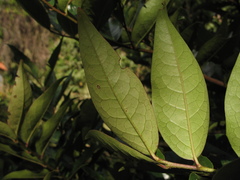 Prunus buxifolia