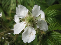 Rubus floribundus
