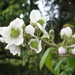Rubus robustus - Photo (c) Mateo Hernandez Schmidt,  זכויות יוצרים חלקיות (CC BY-NC-SA), הועלה על ידי Mateo Hernandez Schmidt