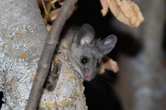 Peromyscus truei