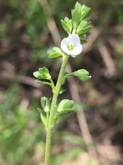 Veronica serpyllifolia serpyllifolia