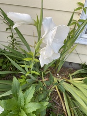 Gladiolus × hortulanus