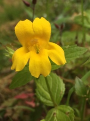 Erythranthe dentata