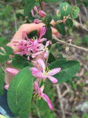 Lonicera × bella