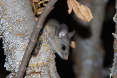 Peromyscus truei