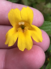 Erythranthe dentata