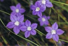 Wahlenbergia violacea