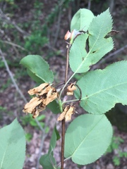 Amelanchier interior