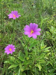 Sabatia gentianoides