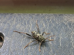 Neoclytus scutellaris