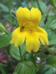 Erythranthe dentata
