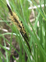 Carex stricta