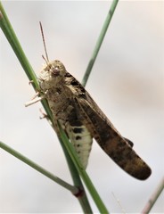 Arphia conspersa