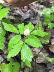 Anemonoides quinquefolia