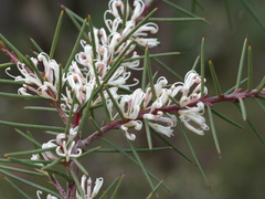 Hakea decurrens physocarpa
