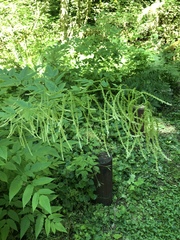 Aruncus