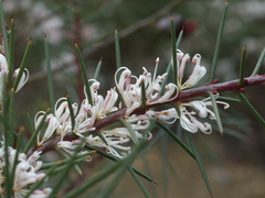 Hakea decurrens physocarpa