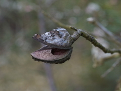 Hakea decurrens physocarpa