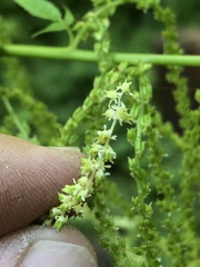 Aruncus