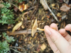 Pholiota multicingulata
