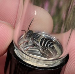 Coelioxys octodentatus