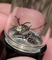 Coelioxys octodentatus