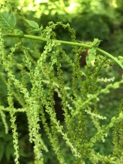 Aruncus