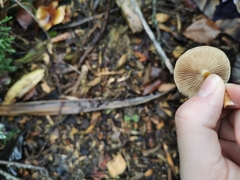 Pholiota multicingulata