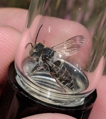 Coelioxys octodentatus