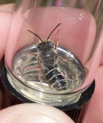 Coelioxys octodentatus