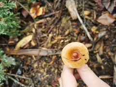 Pholiota multicingulata