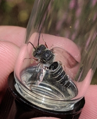Coelioxys octodentatus