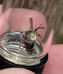 Coelioxys octodentatus