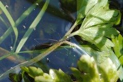 Hydrometra stagnorum