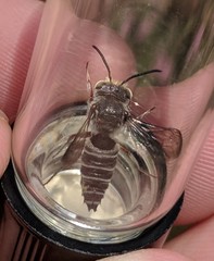 Coelioxys octodentatus