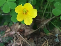 Oxalis suksdorfii