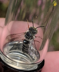 Coelioxys octodentatus