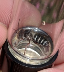 Coelioxys octodentatus