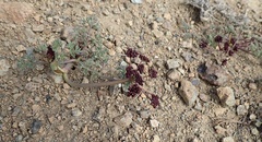 Lomatium cuspidatum