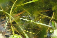 Hydrometra stagnorum