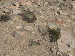 Lomatium cuspidatum
