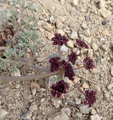 Lomatium cuspidatum