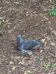Columba livia